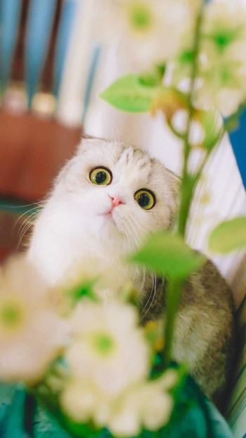 萌宠小猫可爱高清手机壁纸下载高清动物手机壁纸,萌宠小猫可爱高清手机壁纸下载图片,萌宠小猫可爱高清手机壁纸下载剧照