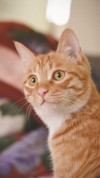 萌宠小猫可爱高清手机壁纸下载高清动物手机壁纸,萌宠小猫可爱高清手机壁纸下载图片,萌宠小猫可爱高清手机壁纸下载剧照
