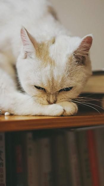 萌宠小猫可爱高清手机壁纸下载高清动物手机壁纸,萌宠小猫可爱高清手机壁纸下载图片,萌宠小猫可爱高清手机壁纸下载剧照