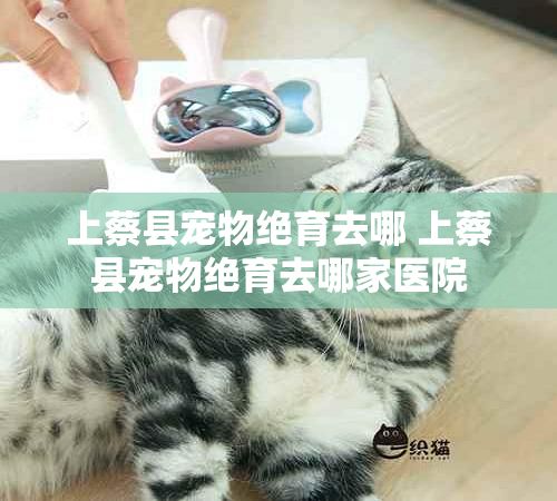 上蔡县宠物绝育去哪 上蔡县宠物绝育去哪家医院