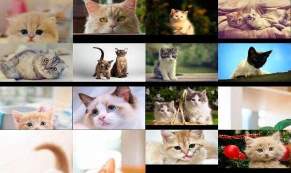 可爱猫咪图片下载