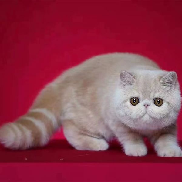 加菲猫