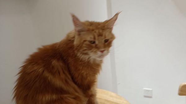 中国宠物猫品种全览，价格对比一览表