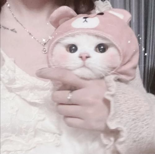 抱猫的女生头像