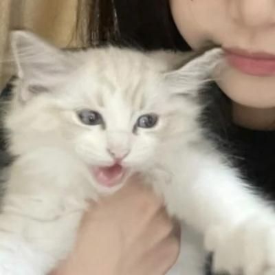 抱猫的女生头像