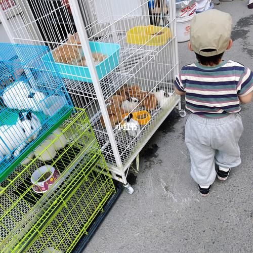 乌鲁木齐宠物?乌鲁木齐宠物市场在哪!