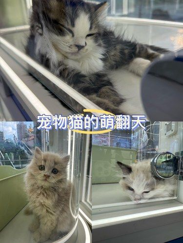 可爱的哈吉咪[可怜]