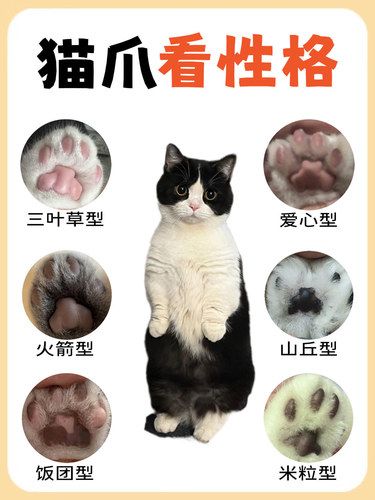 超准！从猫爪看性格，看看你家逆子是哪种？