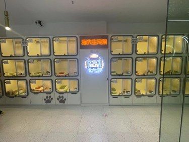杭州买猫的都建议去这家店！