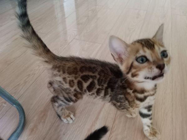 豹猫