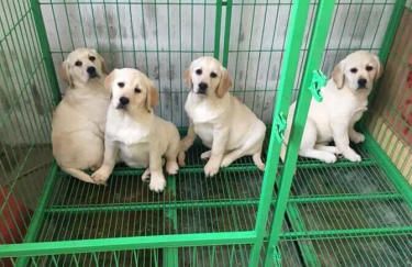 【神犬小七同款】品相*佳 包纯包健康 欢迎来选