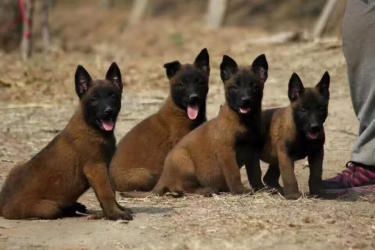 【精品马犬繁育基地】出售精品血统马犬幼犬，价格优惠