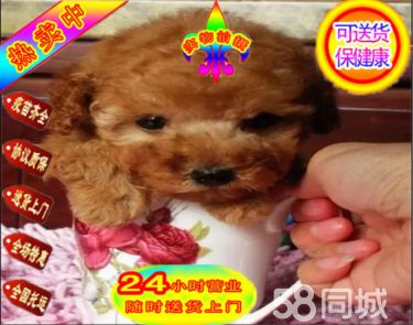 【纯种泰迪】包健康好养.购买签协议.疫苗齐全 .