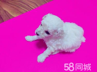 1个月的泰迪熊1元（公母均有）