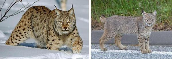 狭义上如何区分短尾猫与猞猁？它们有何异同？