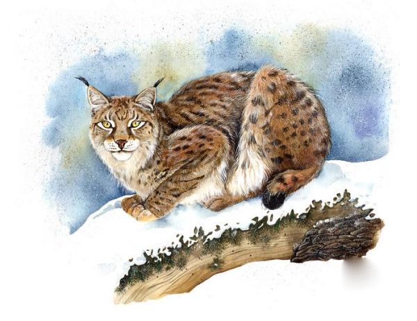 狭义上如何区分短尾猫与猞猁？它们有何异同？