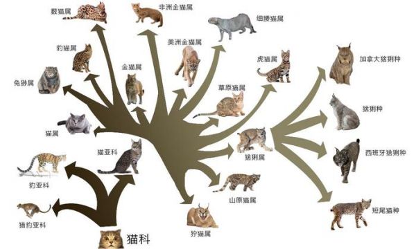 狭义上如何区分短尾猫与猞猁？它们有何异同？