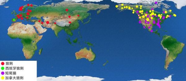 狭义上如何区分短尾猫与猞猁？它们有何异同？