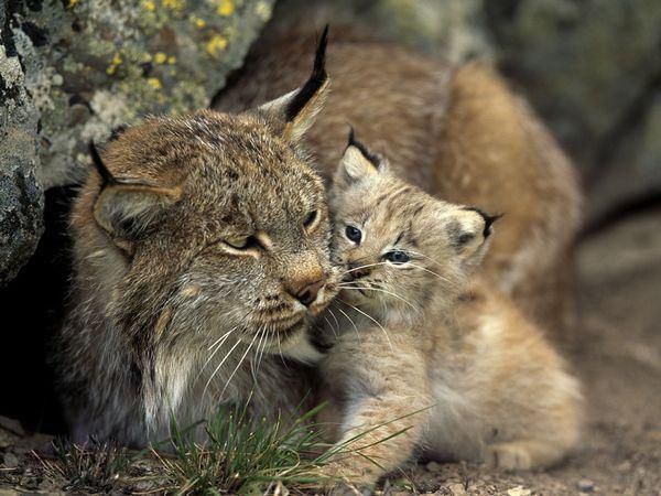狭义上如何区分短尾猫与猞猁？它们有何异同？