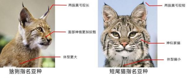 狭义上如何区分短尾猫与猞猁？它们有何异同？