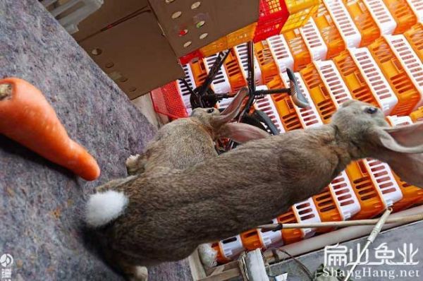 龙岩新西兰兔养殖