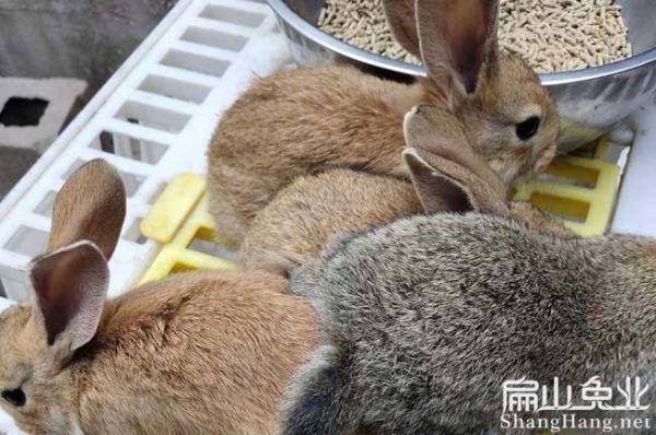 上杭灰兔养殖