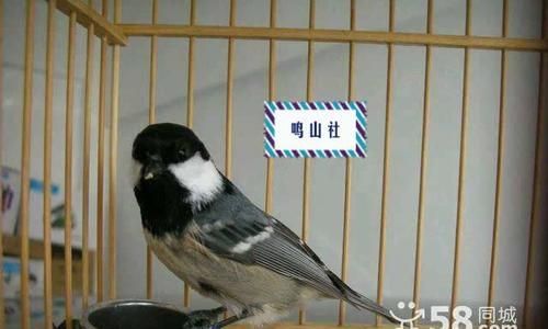 煤山雀的饲养方法（打造快乐宠物生活）