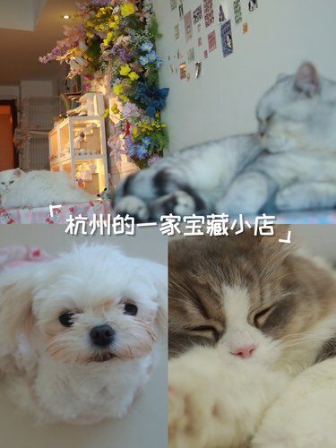 永远会被猫猫狗狗治愈！
