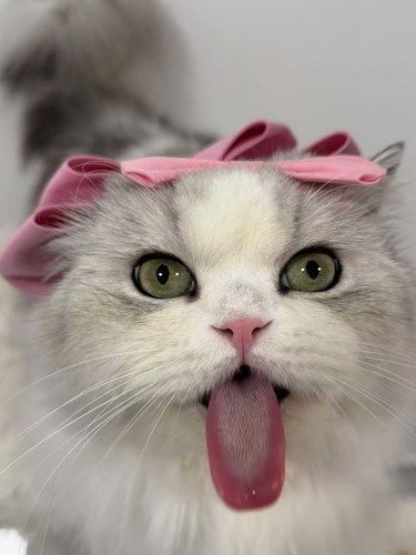 勇敢小猫，第一次享受上门接送洗澡去了