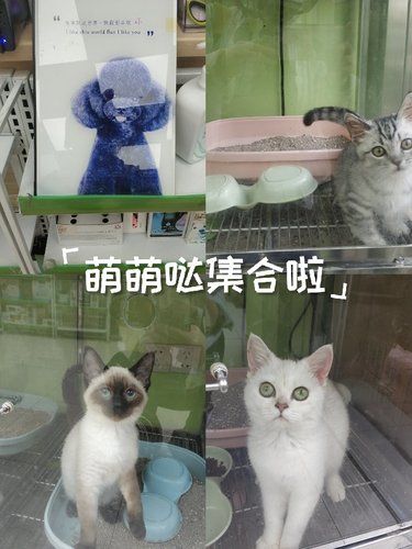 萌萌哒集合啦