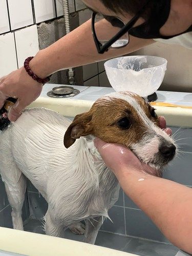 卷不动了！A级美容师在社区宠物店直接上岗