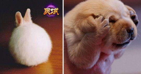 兔兔和狗狗为什么而忧伤?