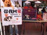 苏州哪里可以领养猫咪-苏州市宠物救助领养站