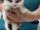 苏州宠物领养基地-苏州市宠物救助领养收养收容站