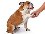 昆山附近训犬基地 专业纠正狗的坏毛病 诚信保障