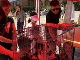 苏州领养流浪狗-苏州市宠物救助中心