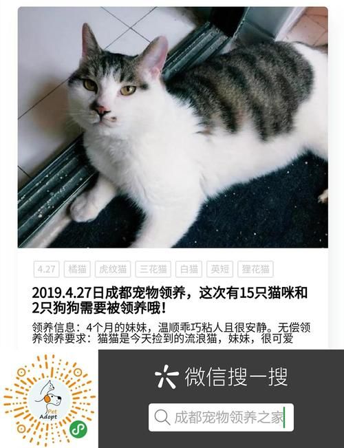 成都宠物领养吧贴吧群号（成都宠物领养成都宠物赠送）