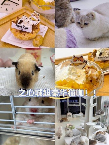 应该是合肥zui干净精致的猫咖了！