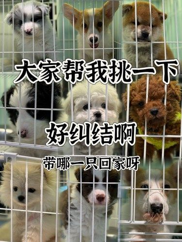 成年人都想要，但是只能选一只，怎么办。