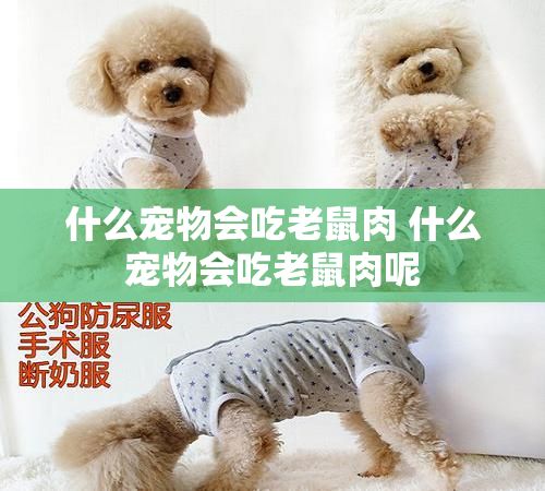 什么宠物会吃老鼠肉 什么宠物会吃老鼠肉呢