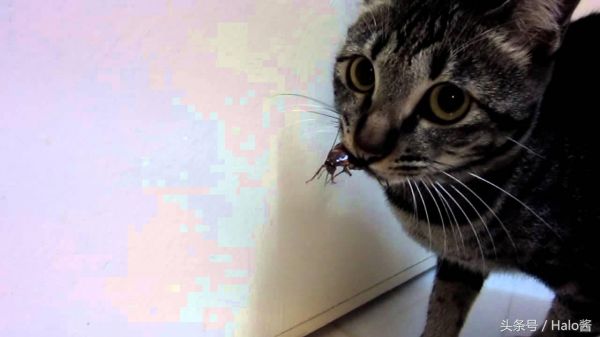 猫吃了蟑螂要立刻驱虫嘛,猫咪不小心吃了蟑螂怎么办呢