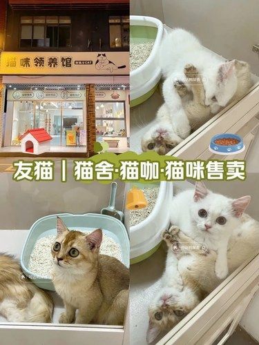 东圃这家猫猫宠物店｜爱猫人士别错过了❗️