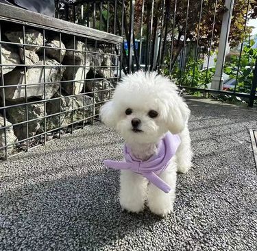 狗狗晒太阳啦☀️