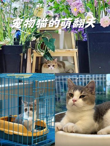 心动的领养时刻