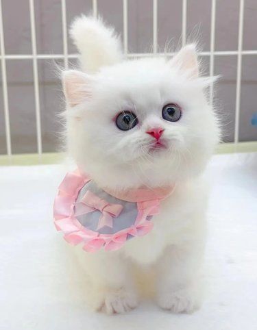 毛茸茸的猫咪日记
