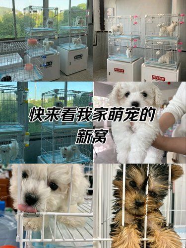 宠物店新成员，超可爱哦！