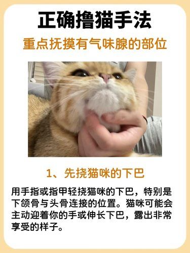 正确的撸猫手法，你家猫变成温柔喵了嘛～