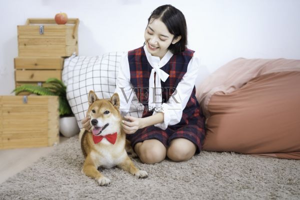 宠物情人的概念。在白色日式客厅里，一个女孩和一只日本柴犬坐在沙发上。照片摄影图片