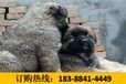 云南玉溪通海哪些地方狗场卖高品质昆明犬