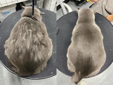 洗猫真的不仅仅是洗猫